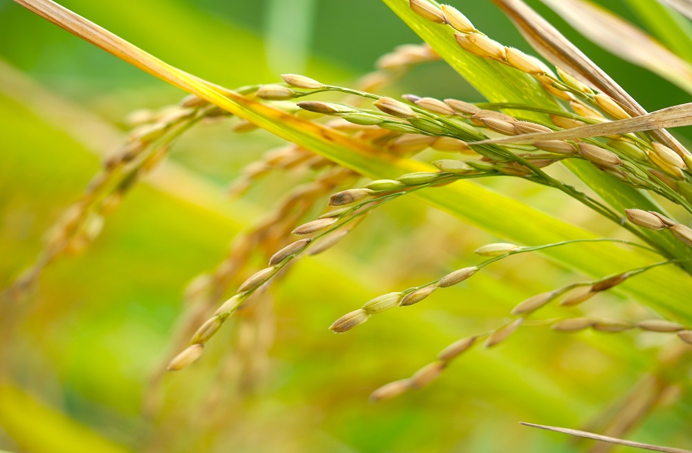 عوارض روغن سبوس برنج